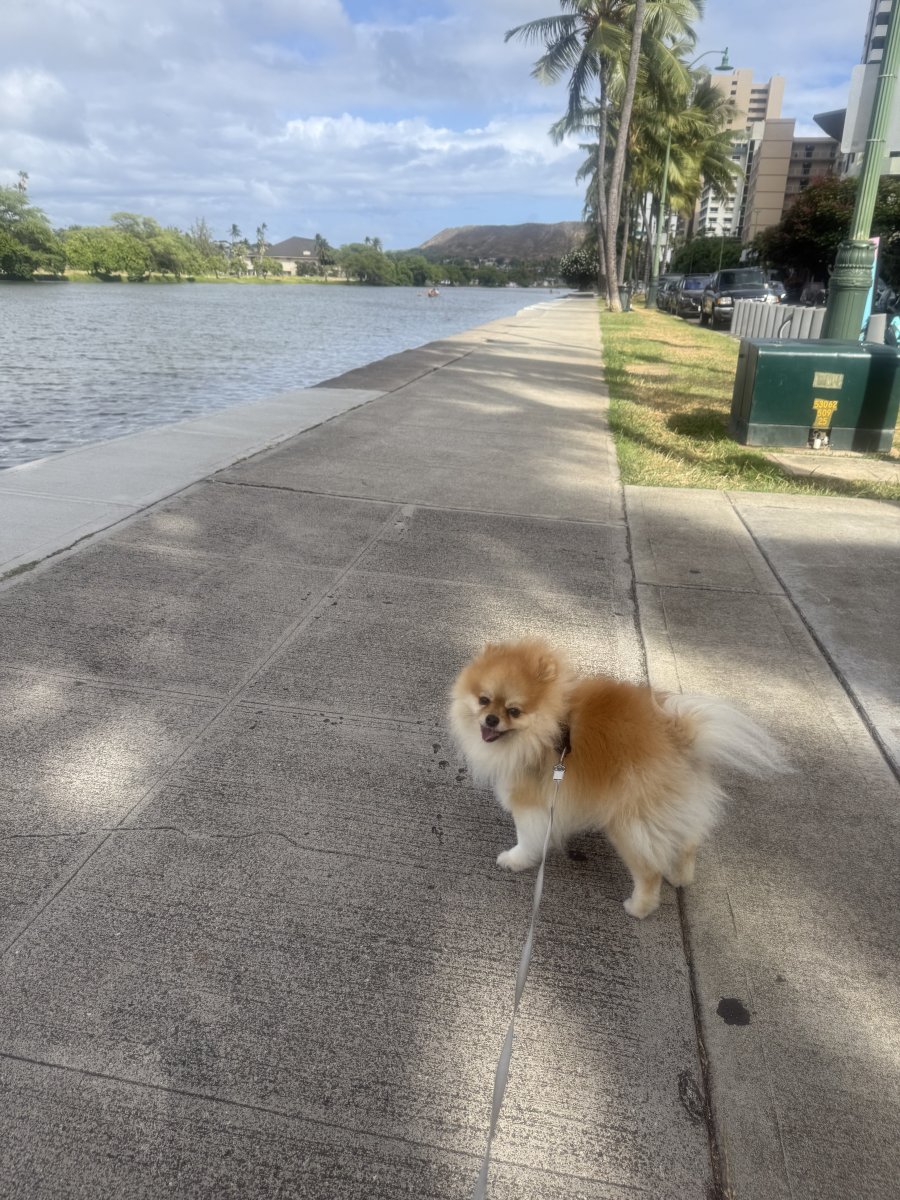 Happy dogs with Malu Pet Bliss. Pet sitter with adorable cavalier king charles spaniel